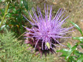 Cynara humilis